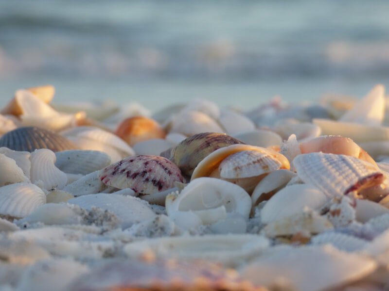 Best Shelling Beaches In Florida