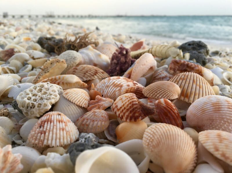 Most Popular Seashell Collecting Tips For Florida Beaches