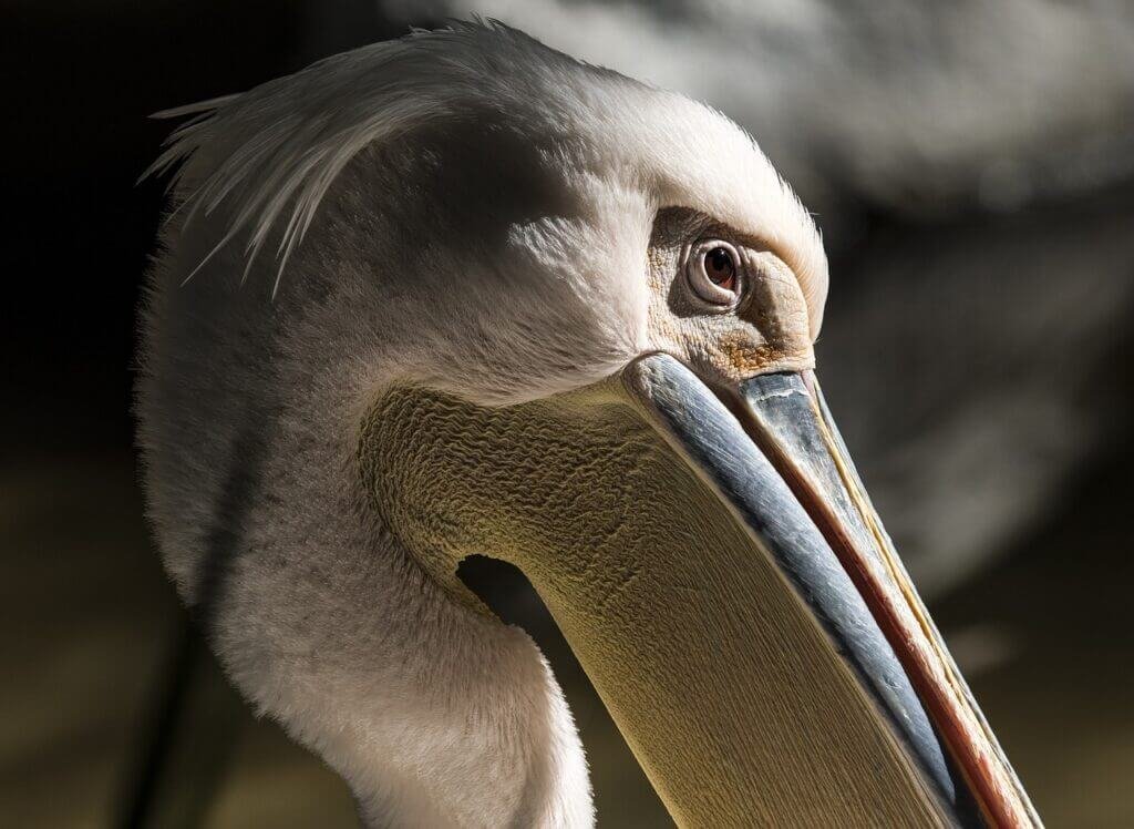 How Can I Get Involved In Beach Cleanup And Conservation Efforts In Florida?