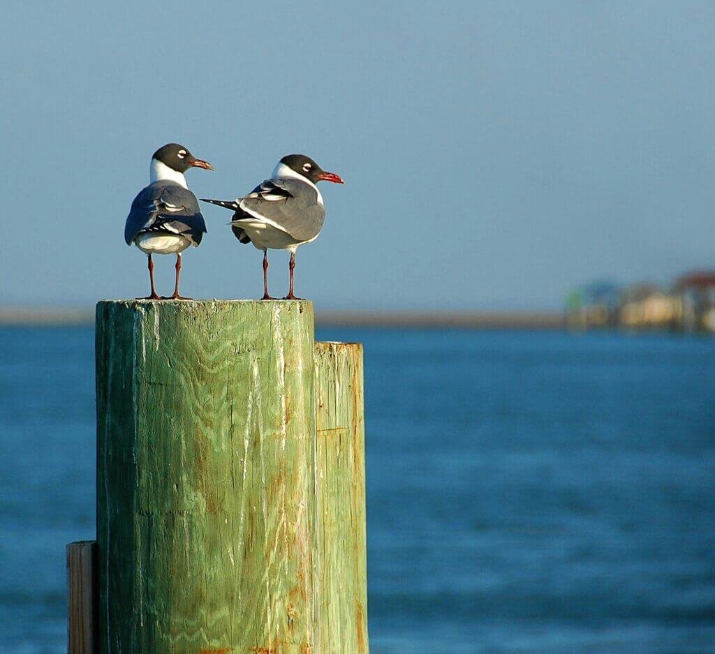 What Are The Options For Birdwatching And Wildlife Viewing In Florida?