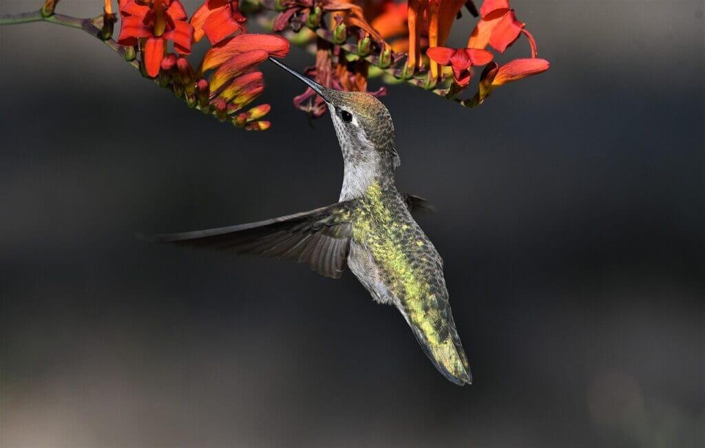 What Are The Options For Birdwatching And Wildlife Viewing In Florida?