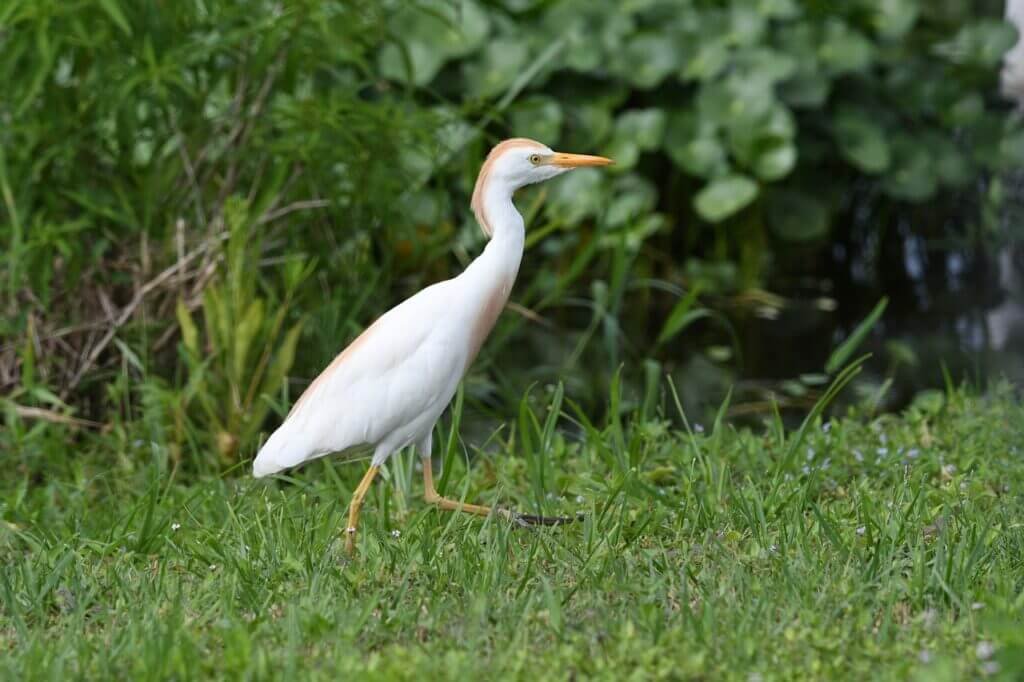 What Are The Options For Birdwatching And Wildlife Viewing In Florida?